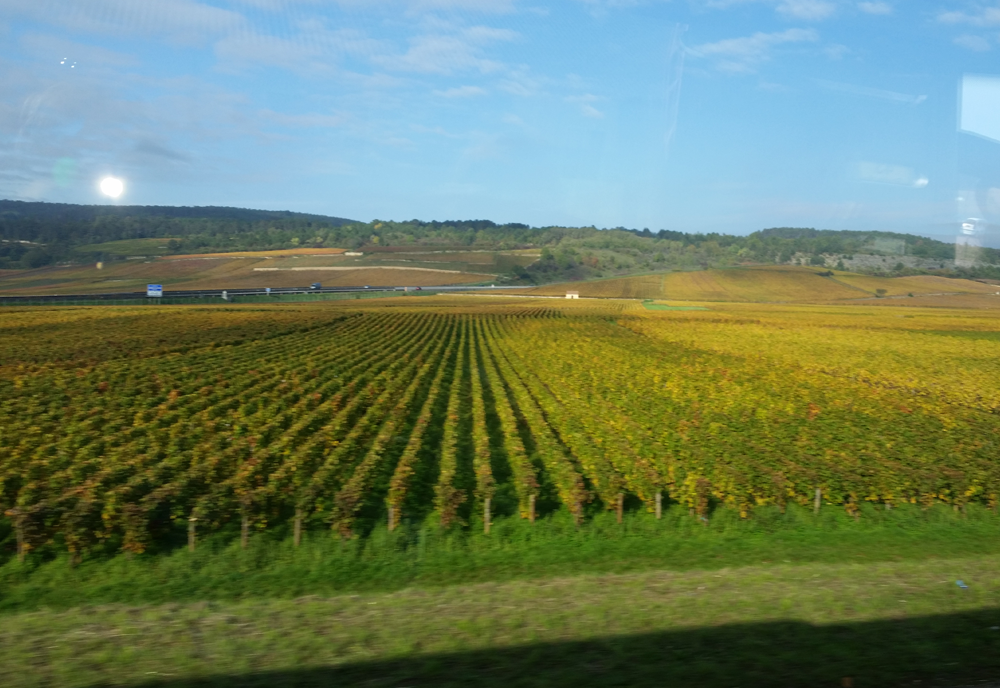 Arrivée dans les vignes de la Bourgogne
